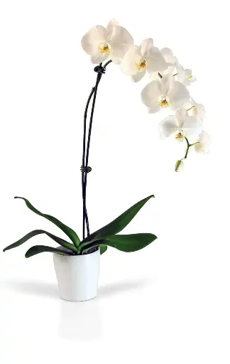 Potted White Orchid